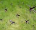 В Семее проводят дезинсекционную работу против комаров