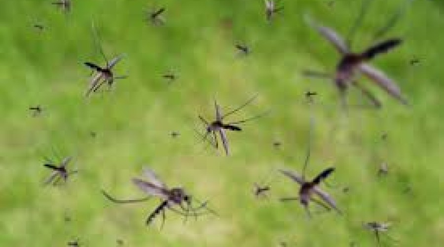 В Семее проводят дезинсекционную работу против комаров