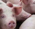 Борьба со свинофермами продолжается в Семее