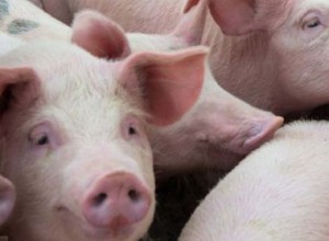 Борьба со свинофермами продолжается в Семее