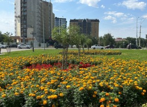 Многолетние цветы садят в Семее